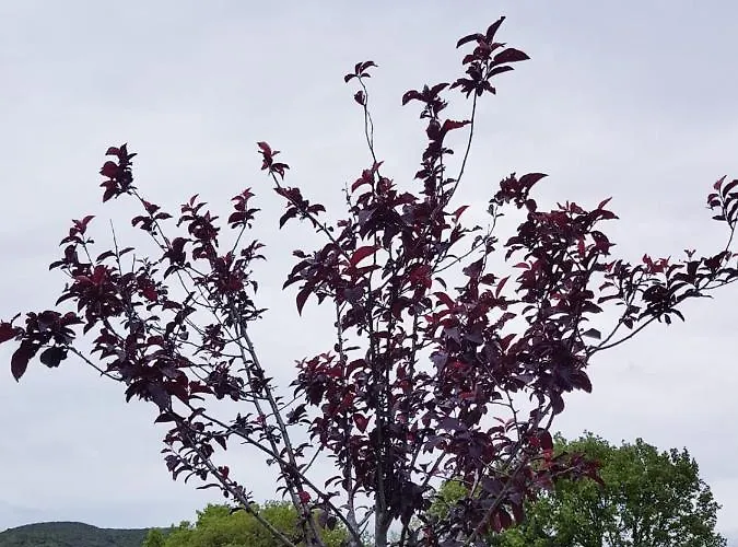 Bed & Breakfast La Casetta Di Lilly